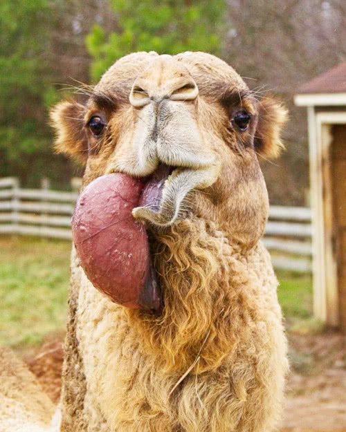 为什么骆驼嘴巴里总是吐出"粉红肉球"?真相让人很无语