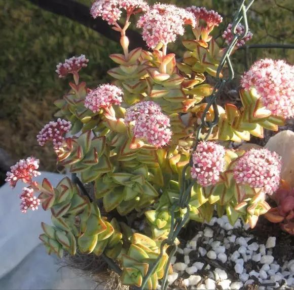 17.crassula rupestris(自由女神)[大型变种]差别自行对照哈.