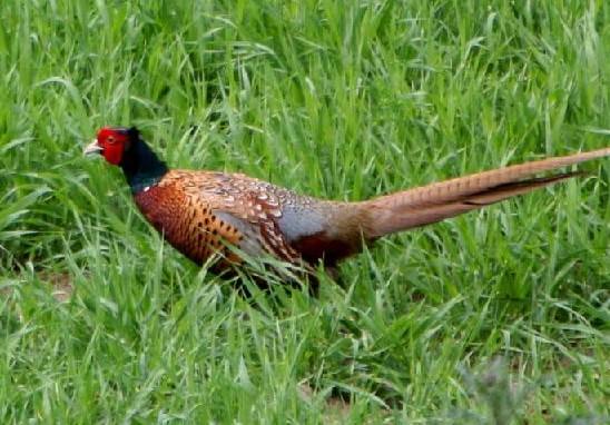 以前农村野鸡特别多为什么现在却很难看到这是为啥