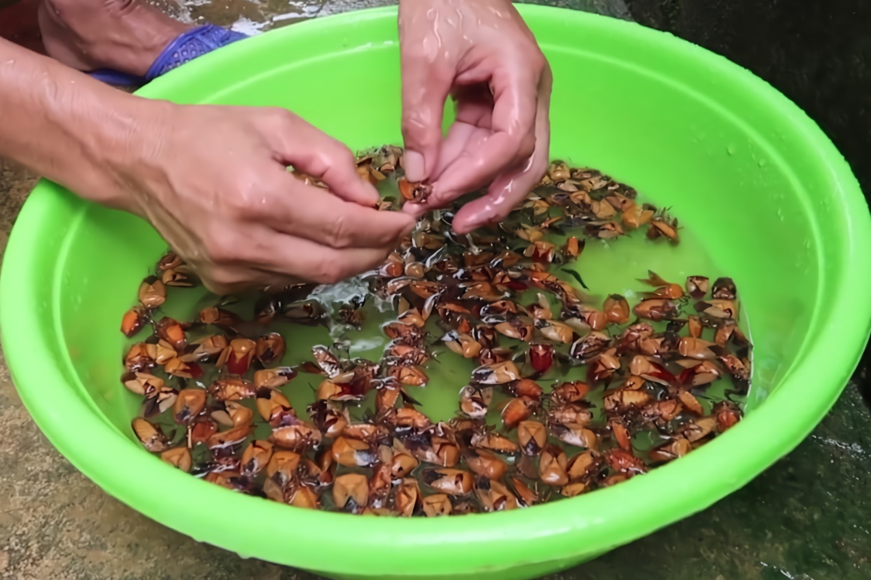 抓回来的臭屁虫简单处理一下放进锅中炒熟吃起来很香