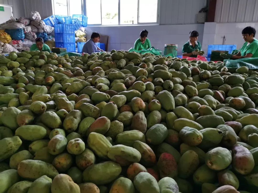 上海援黔干部代言邀您喝正安野木瓜饮料品野木瓜果干
