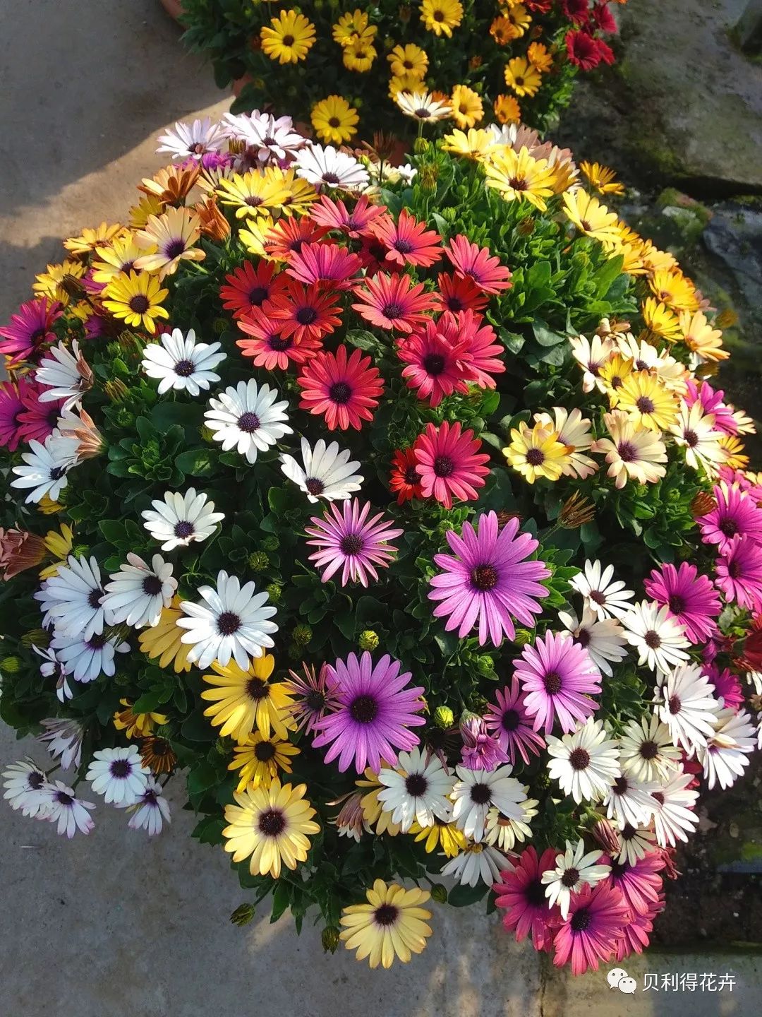 南非万寿菊春季畅销榜上的盆花品种