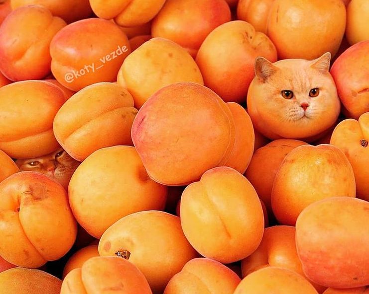 如果世界万物皆可猫…还能再可爱点吗?