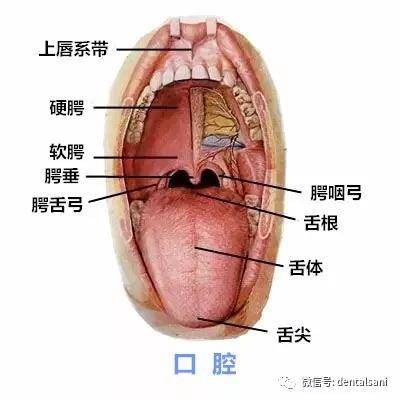 牙醫乾貨值得收藏的口腔解剖圖和牙齒記憶口訣