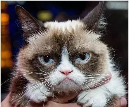 新不爽猫诞生了这只猫咪也天生拥有一张不爽脸