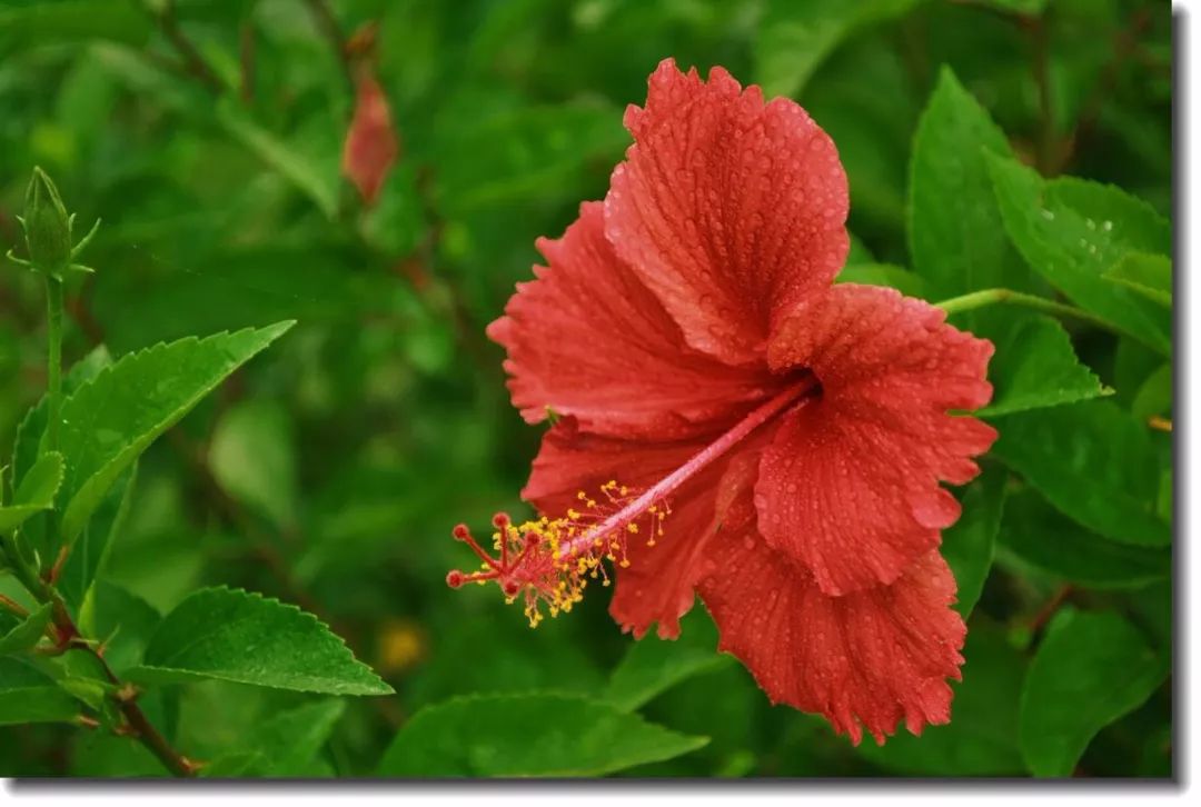 一起阅读黄横朱槿始开四月半