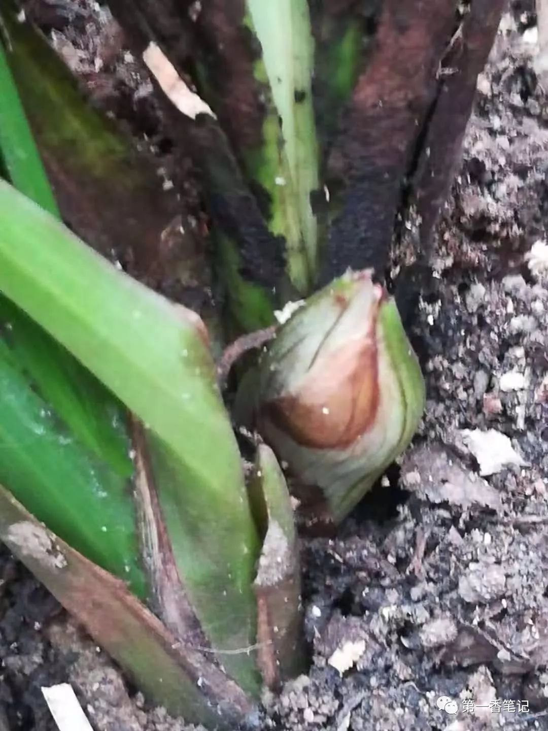 魏建敏先生赌蕙兰花苞5那是3月27日下午17时我在展厅外面自由交易区的