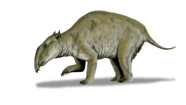 2300万年前生活在澳大利亚的巨型袋貘鼻子像水龙头重达1吨