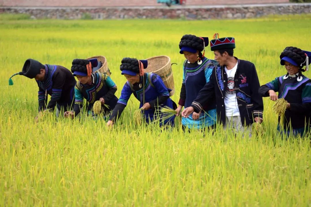 2019普雄镇农民丰收节暨第四届彝族尝新米节开幕