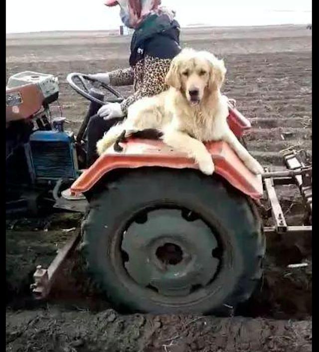 金毛稳稳坐在拖拉机上,发动机巨大的噪声它也不怕,狗:真拉风!