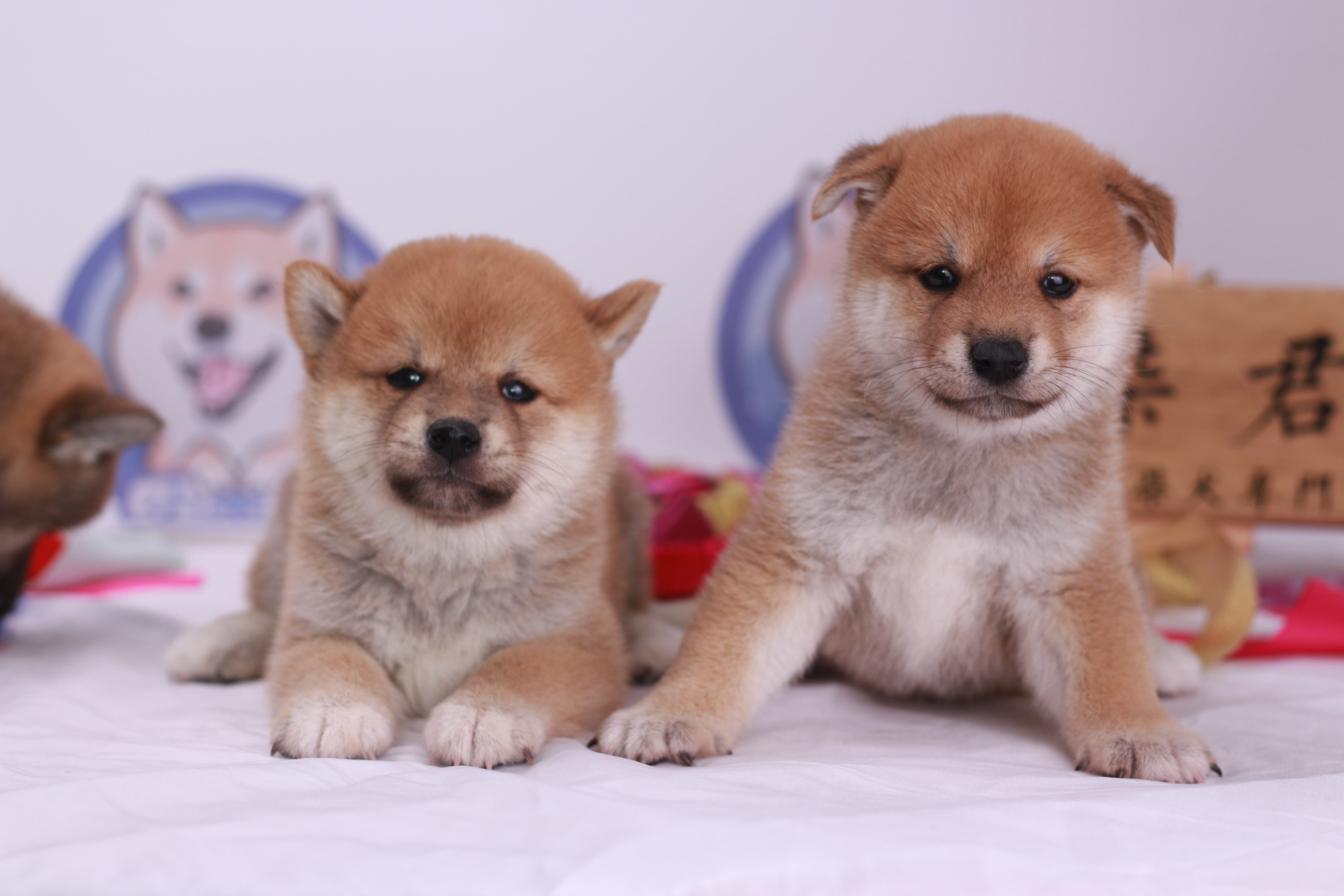 柴犬的尷尬期柴犬的毛色發腮如何解決