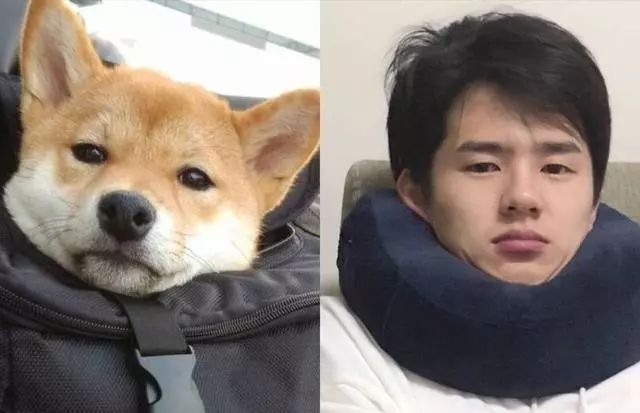 973明星撞脸动物李现变鼹鼠看了张若昀和林更新后让人笑出声