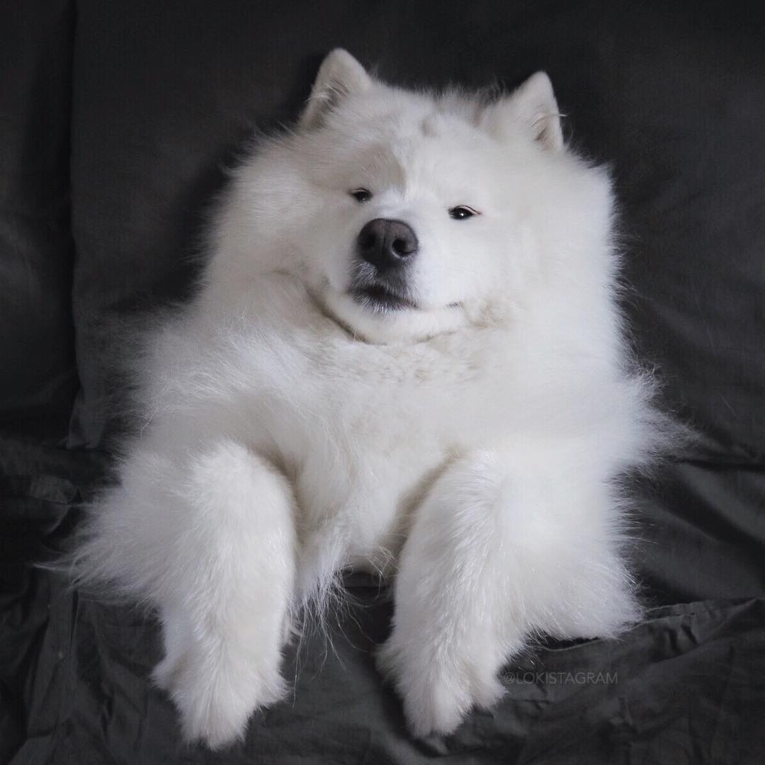 微笑天使萨摩耶颜值究竟有多高耍帅我是专业的