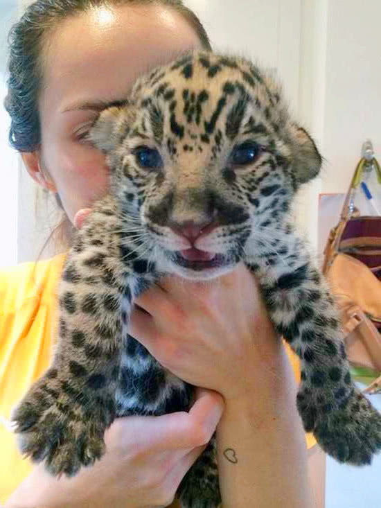 豹子妈妈难产医生选择剖腹被剃去豹纹的它一脸生无可恋