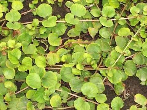 这种在农村随处可见的野草居然是价值千金的化石丹