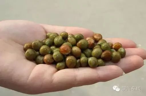 潢川这个特产正在上市除了嗑它还有很多种吃法你知道吗