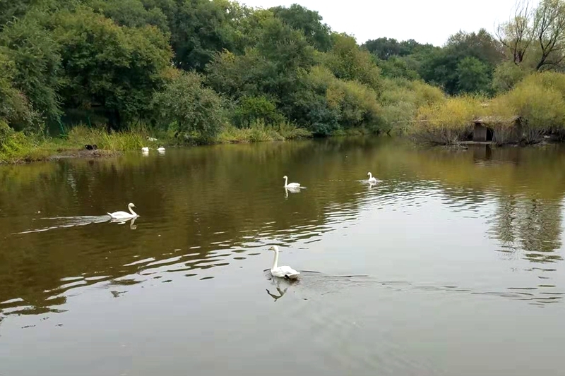 太阳岛上天鹅湖