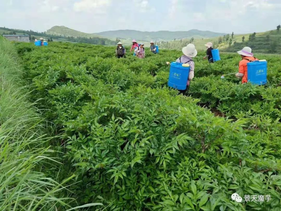 魔芋种植基地图片