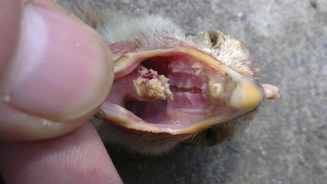 秋冬鸡痘横行如何把鸡痘扼杀在摇篮安全防治鸡痘你需要做这些