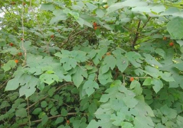 别看构树的白色汁液沾身上洗不掉,很烦人,但是这个构树还可以治疗皮肤