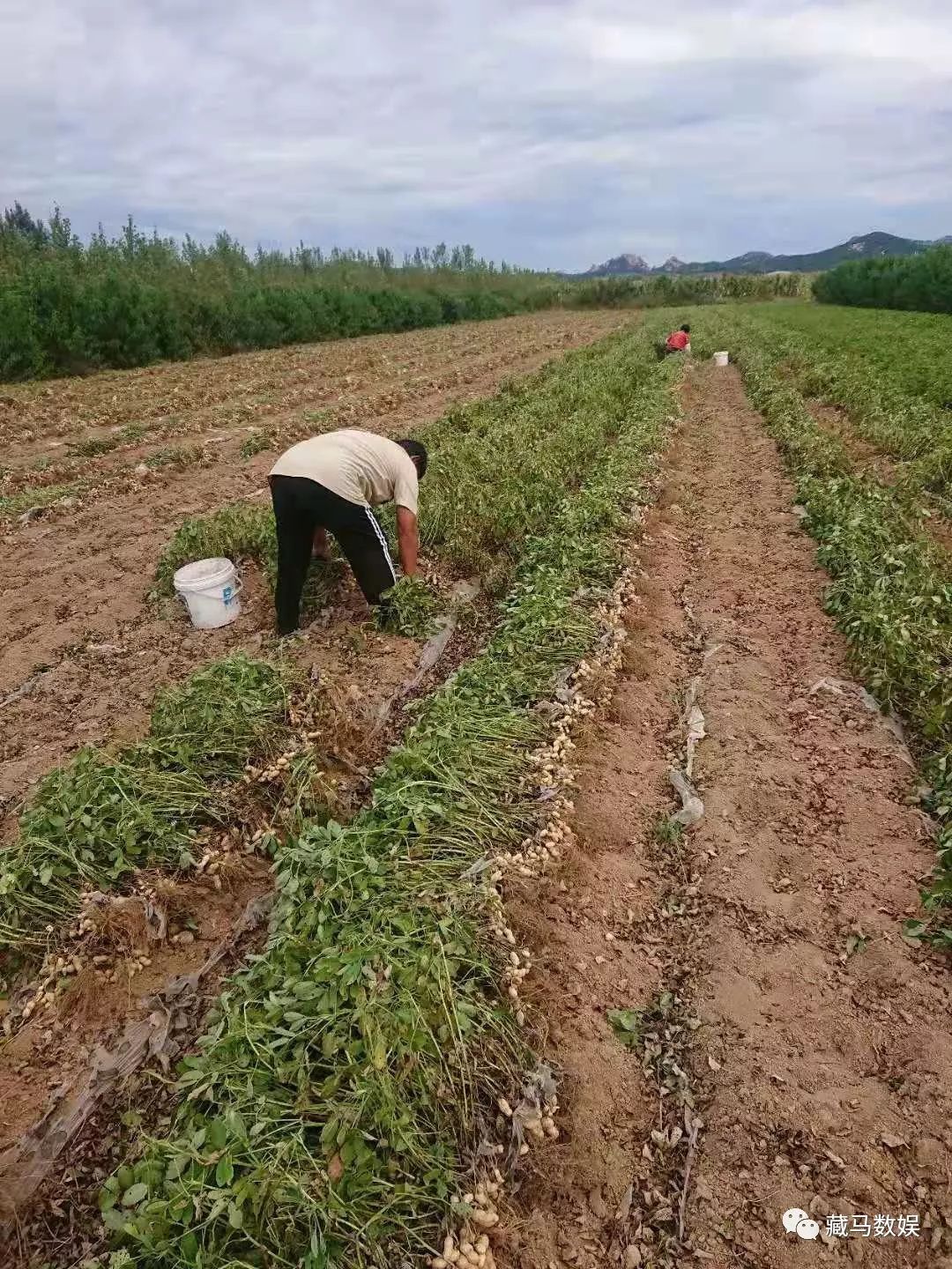 西海岸秋收开始了,想体验农家乐的可以动起来了._花生