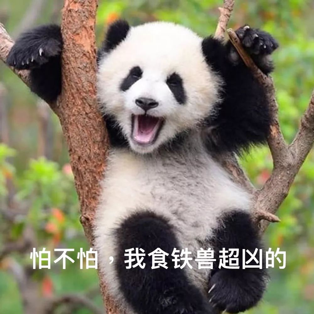 可爱熊猫头像熊猫头像