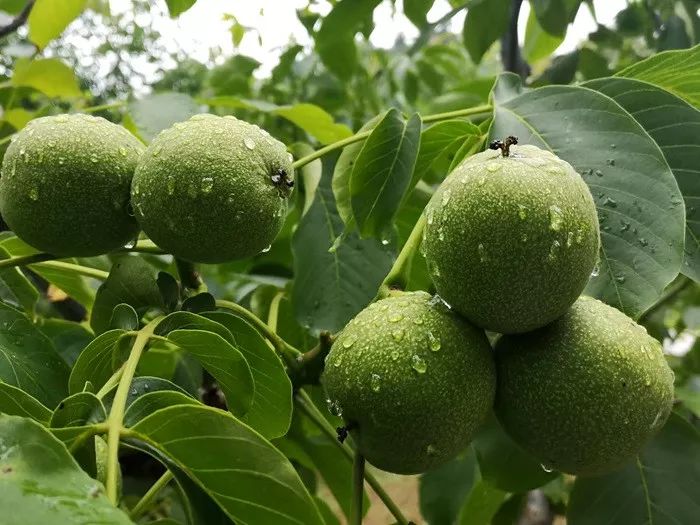 宜君核桃源于生态贵在品质