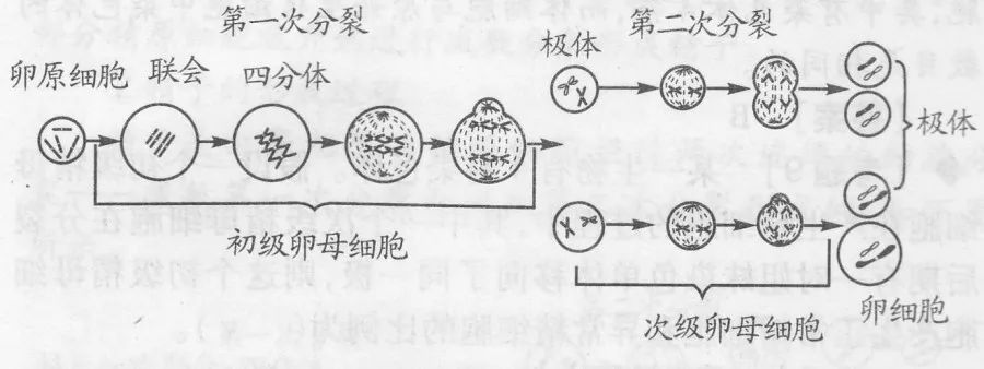 四,卵细胞的形成过程三,精子的形成过程二,减数分裂的一般过程(动物)