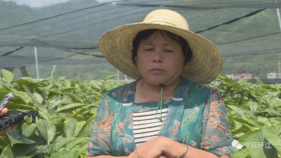 东兴镇东兴社区坡元屯群众:覃月白按照目前的长势,示范园魔芋产量达到