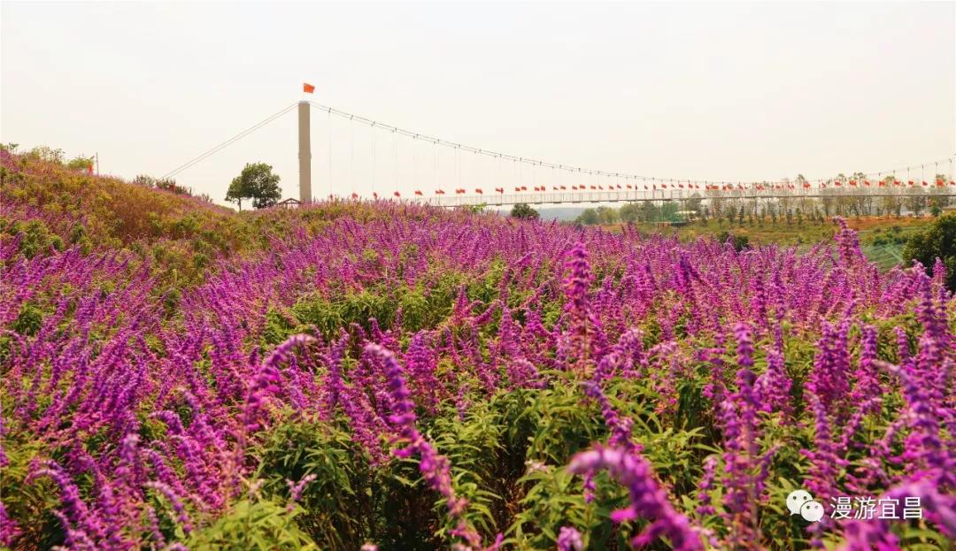 湖北宜昌知音畔岛花开正好万紫千红邀你来赏