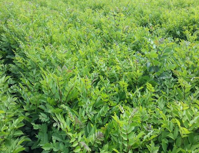 水曲柳播种育苗管理技术