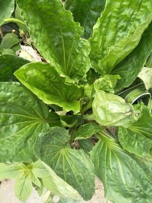 捞起车前草,放凉后切细,小米辣剁碎,蒜切末,西红柿切碎 加入西红柿,蒜