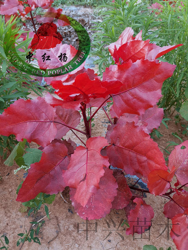 河南红叶杨又添新成员炫红杨