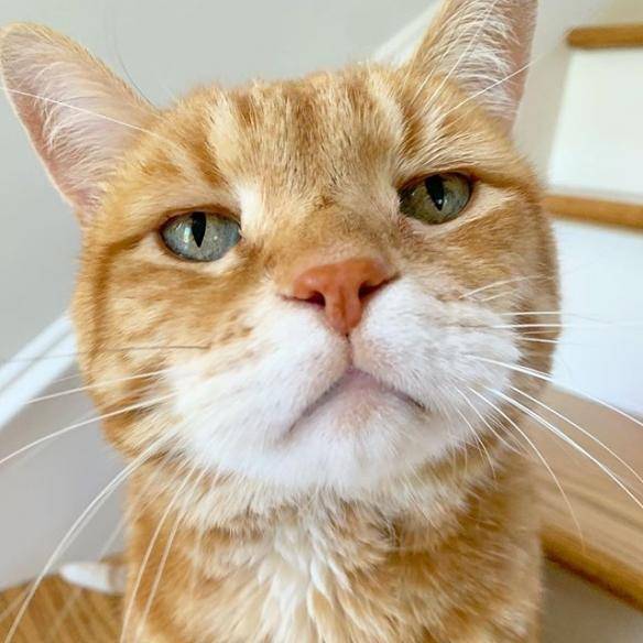 主子喵心不悦一脸生无可恋表情的厌世猫咪marley