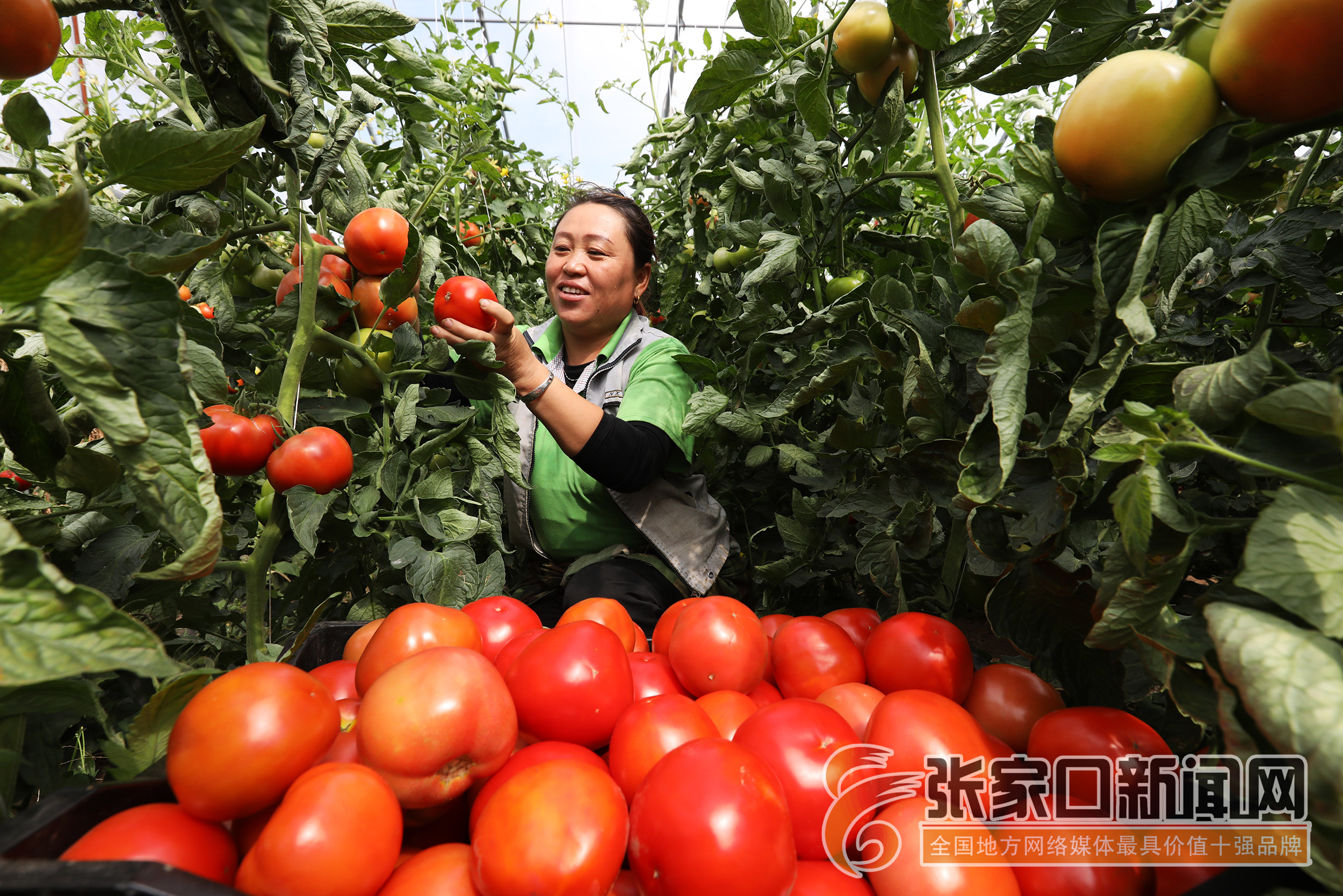 温室大棚西红柿种植技术(西红柿温室大棚亩产多少斤)