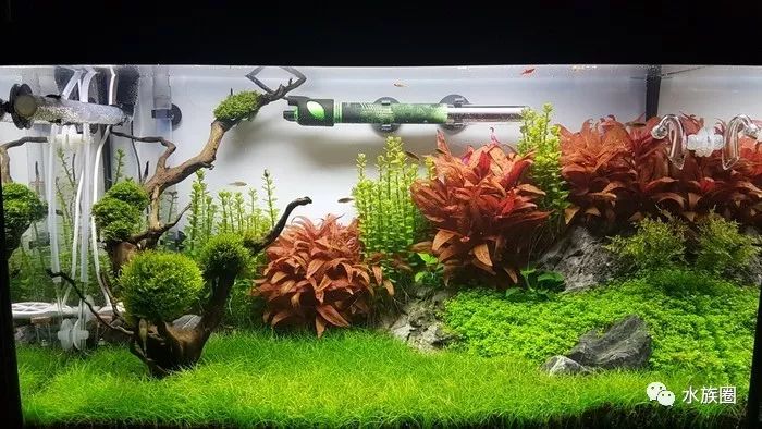 匈牙利hac水草造景大赛2019年度小缸组获奖作品赏析