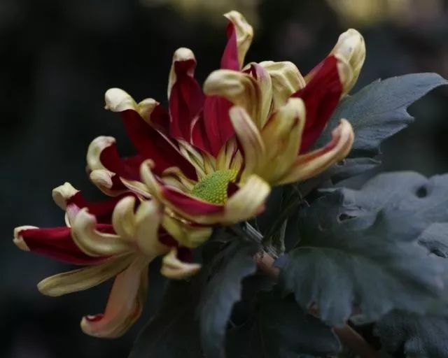 每日一花67菊花帅旗花瓣正面紫红背面金黄