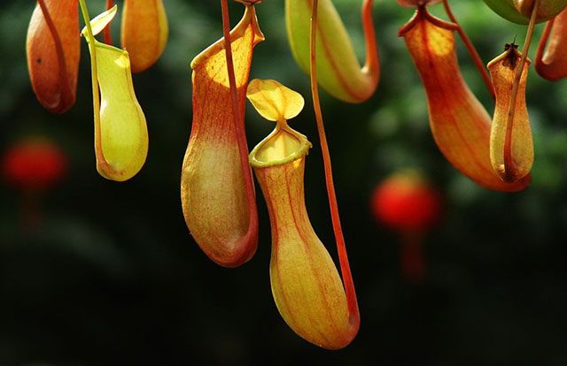 听书生命之美奇异植物的生存智慧