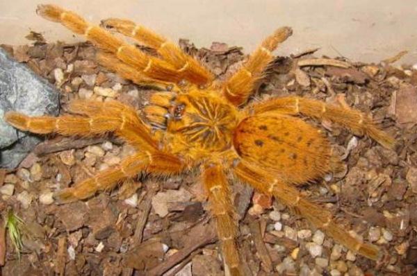 原创地球上10大巨型蜘蛛巨人蜘蛛性格凶猛骆驼蜘蛛攻击力超强