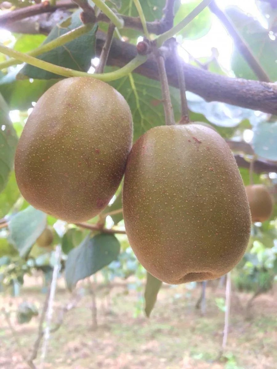 74海溪高山红心猕猴桃实拍图72(基地实拍图)只要50元一篮5斤!