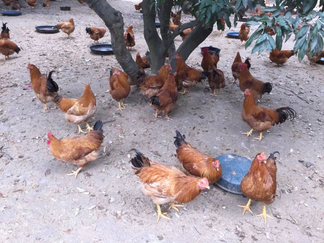 火遍三乡等排位的网红鸡当家来自深山荔枝园走地鸡