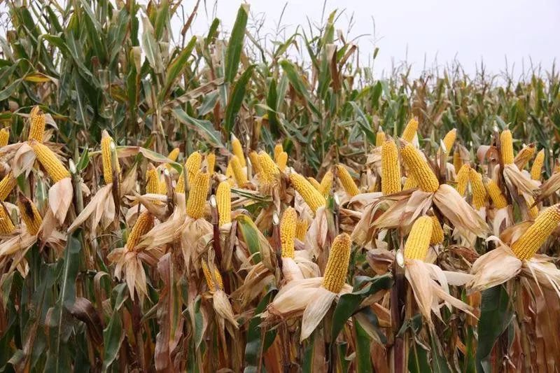 看玉米生长特征:玉米的成熟期需经历乳熟期,蜡熟期,完熟期三个阶段.