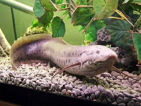 一种顽强至极的鱼,离水四年不进食也不会死,科学家:它还在进化_肺鱼