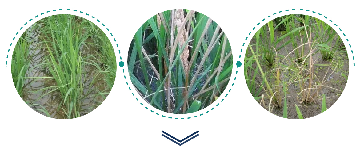 怎样防治水稻恶苗病效果好这才是最靠谱的回答