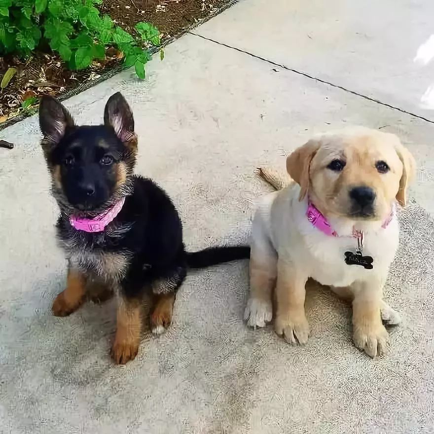 拉布拉多和德牧从小一起长大姐妹情让人羡慕