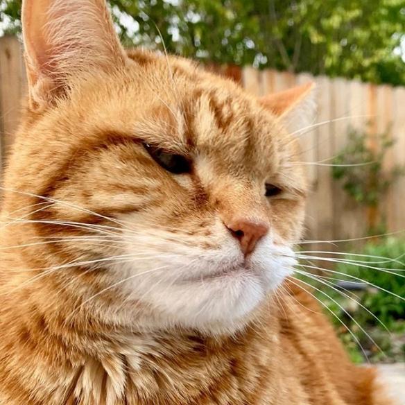 主子喵心不悦一脸生无可恋表情的厌世猫咪marley