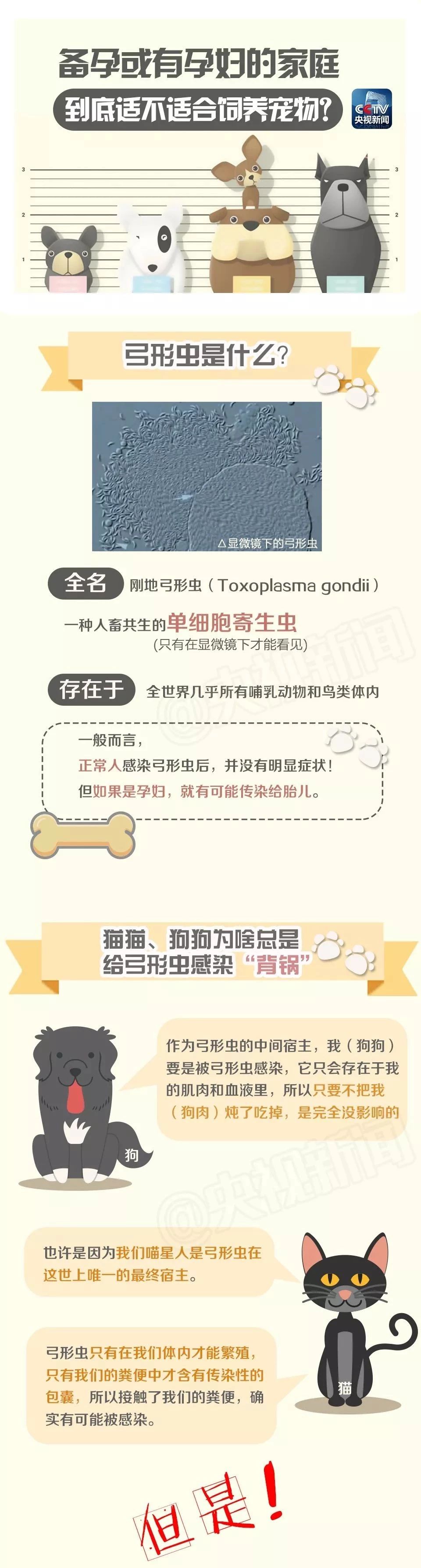 关于猫咪的6大谣言,哪条你听过?_养猫
