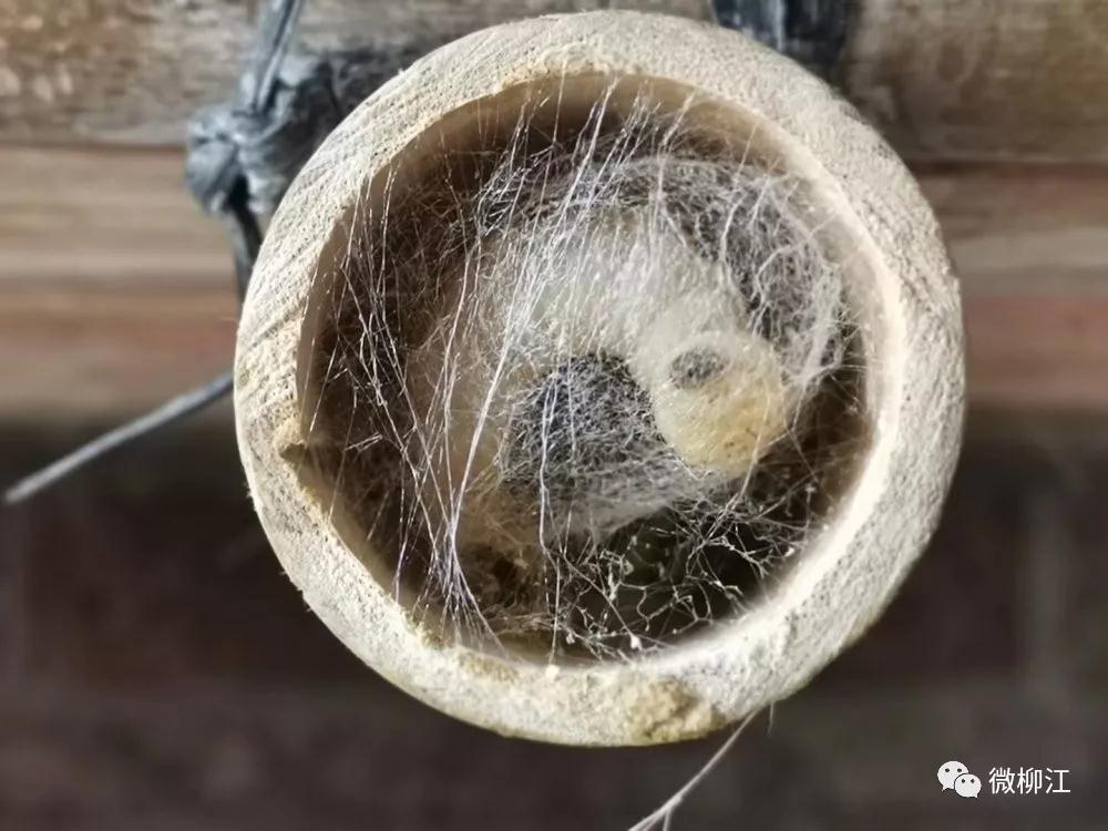 里,到处是竜窣作响的"沙沙"声,一身肥糯糯,白花花的秋蚕们蠕蠕爬动,争