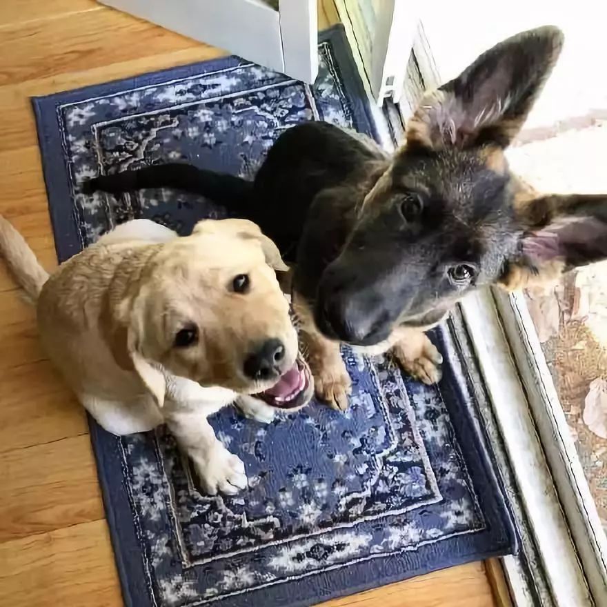 拉布拉多和德牧从小一起长大姐妹情让人羡慕