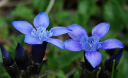 新一代植物益生菌丨心贪刺胆蛇娘吞相之龙胆草的传说